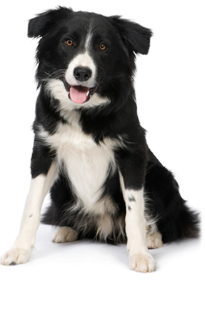 animal planet dog breed questionnaire