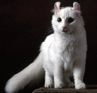American Curl