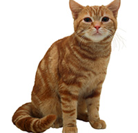 American Shorthair