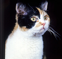 American Wirehair