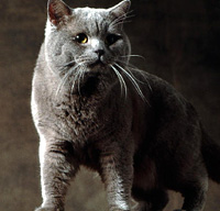 British Shorthair