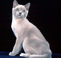 Burmese