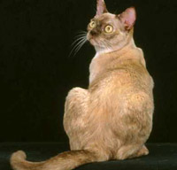 European Burmese