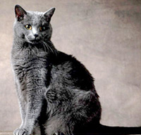 Chartreux