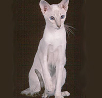 Colorpoint Shorthair