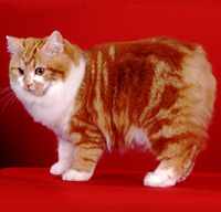Cymric