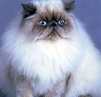 Himalayan
