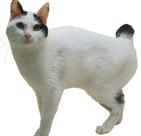 Japanese Bobtail