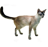 Javanese