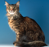 Maine Coon