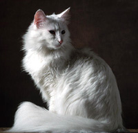 Norwegian Forest Cat