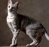Ocicat