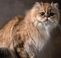 Persian