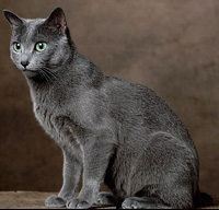 Russian Blue
