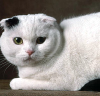 Scottish Fold