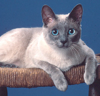 Siamese