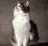 Siberian