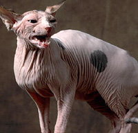 Sphynx