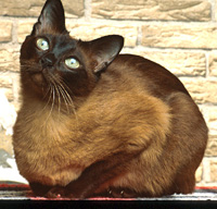 Tonkinese