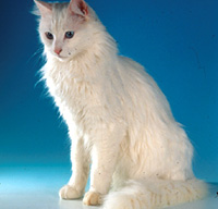 Turkish Angora