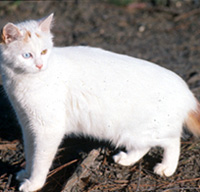 Turkish Van
