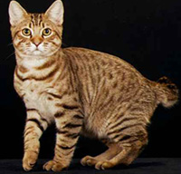 American Bobtail