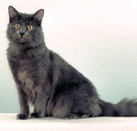 Nebelung