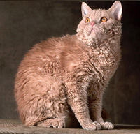 Selkirk Rex