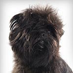 Affenpinscher