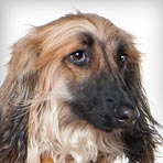 Afghan Hound