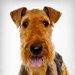 Airedale Terrier