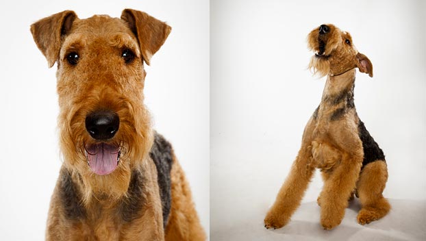 airedale terrier intelligence