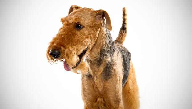 Airedale Terrier