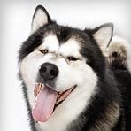 Malamute do Alasca