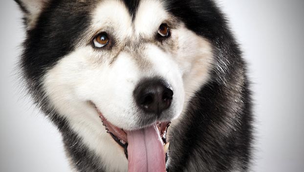 http://static.ddmcdn.com/en-us/apl/breedselector/images/breed-selector/dogs/breeds/alaskan-malamute_05_lg.jpg