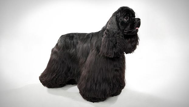 What is a popular name for a cocker spaniel?