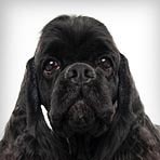 American Cocker Spaniel
