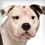 American Staffordshire Terrier