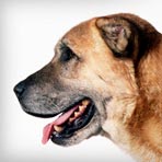 Anatolian Shepherd