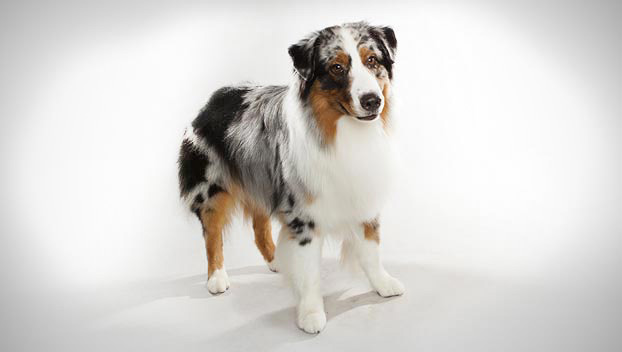 average size australian shepherd