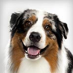 Australian Shepherd