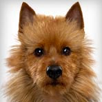 Australian Terrier