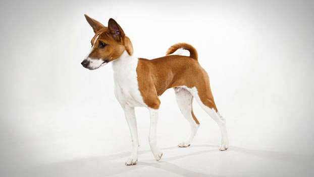 Basenji : Dog Breed Selector : Animal 