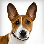 Basenji