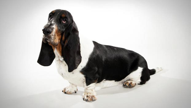 different types of basset hounds