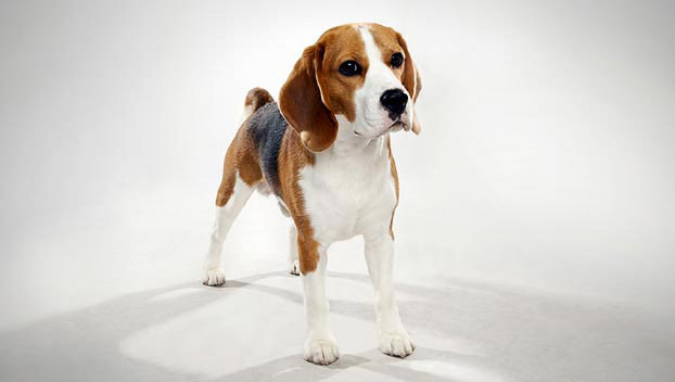 Get baby rescued beagles for adoption