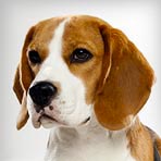 Beagle : Dog Breed Selector : Animal Planet