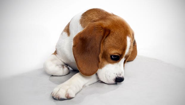 beagle dog breeds