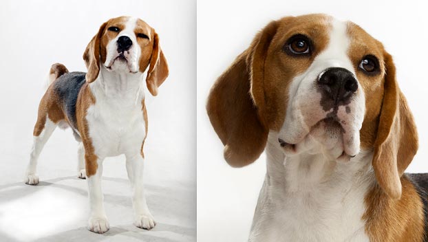 large beagle looking dog