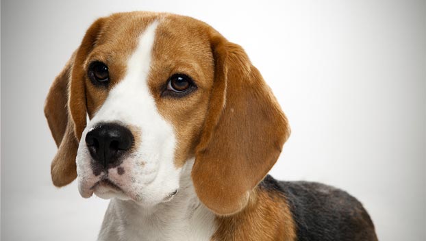 Get the real shiloh beagle